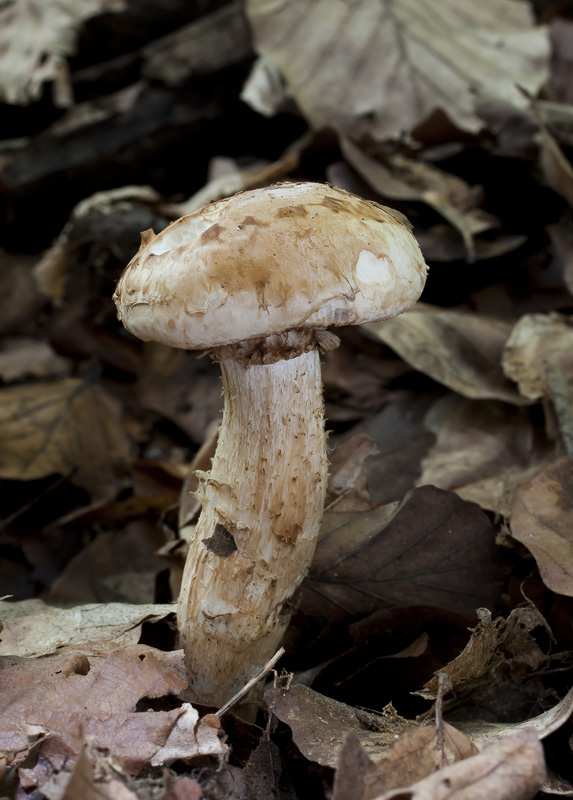 Hebeloma radicosum